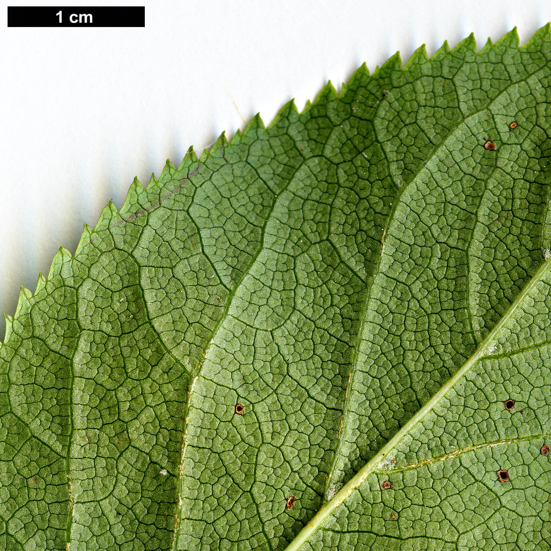 High resolution image: Family: Hydrangeaceae - Genus: Hydrangea - Taxon: anomala - SpeciesSub: subsp. petiolaris